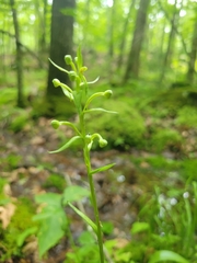 Platanthera lacera