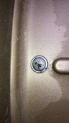 Neoclytus mucronatus