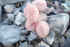 Astragalus platytropis