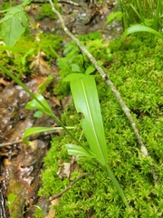 Platanthera lacera