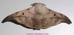 Thaelia beniensis