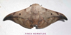 Thaelia beniensis