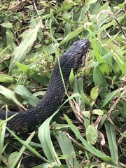 Nerodia fasciata image