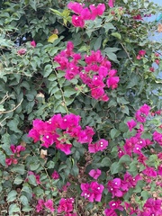 Bougainvillea