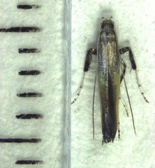 Caloptilia azaleella
