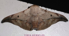 Thaelia beniensis