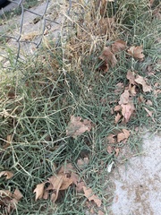 Poaceae