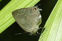 Strephonota tephraeus