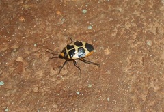 Arocera apta