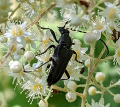 Lepturopsis dolorosa