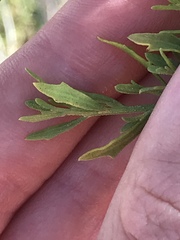 Baccharis pilularis consanguinea