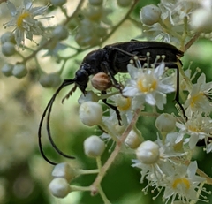 Lepturopsis dolorosa