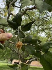 Handroanthus ochraceus