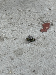 Lucilia sericata