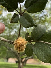 Handroanthus ochraceus