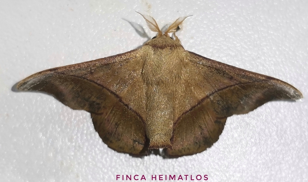 Alheita adelitae