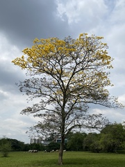 Handroanthus ochraceus