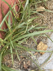 Poaceae
