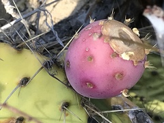 Opuntia × demissa