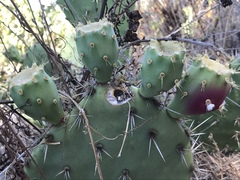 Opuntia semispinosa