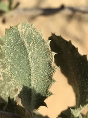 Hazardia squarrosa grindelioides