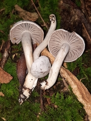 Cuphophyllus canescens