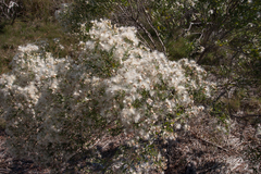 Baccharis halimifolia image