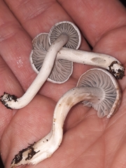 Cuphophyllus canescens