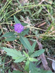 Centratherum riparium