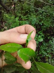 Forestiera ligustrina