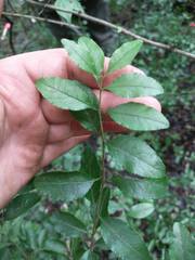 Forestiera ligustrina