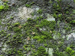 Chrysaeglia magnifica