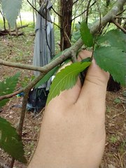 Ulmus serotina