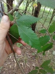 Ulmus serotina