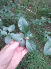 Forestiera ligustrina