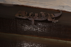 Hemidactylus maculatus