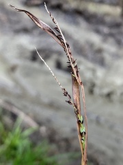 Carex lenticularis