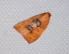 Detounda leptoplasta