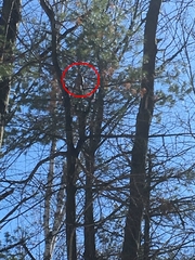 Poecile atricapillus