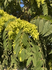 Ailanthus altissima