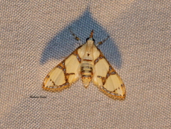 Cirrhochrista bracteolalis