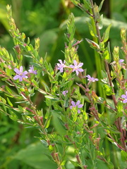 Lythrum alatum alatum