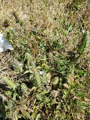 Ruellia blechum image