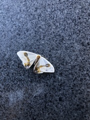 Macrocilix mysticata