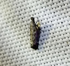 Dichomeris inversella