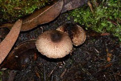 Lepiota haemorrhagica