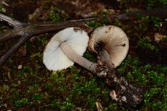 Lepiota haemorrhagica
