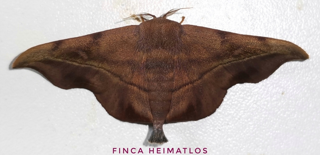 Thaelia subrubiginosa