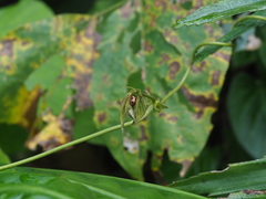 Asiphytodecta