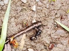 Camponotus saxatilis